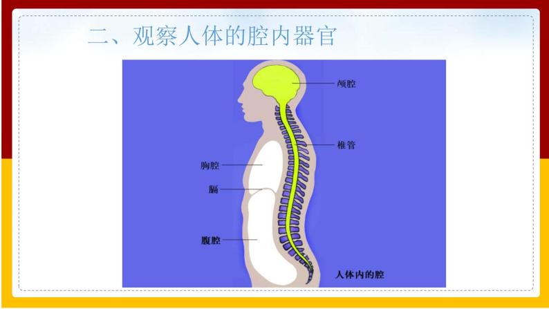 第4单元 环境中生物的统一性 第9章 生物体有相似的结构层次 第2节 人体的组成课件PPT07