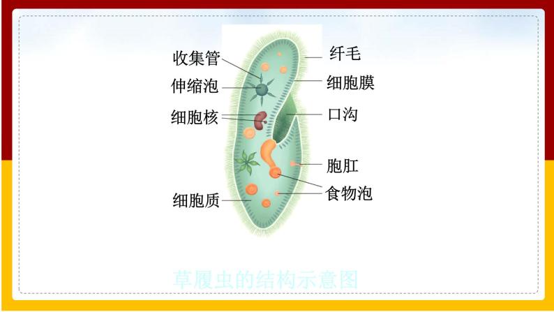 第4单元 环境中生物的统一性 第9章 生物体有相似的结构层次 第3节 单细胞的生物体课件PPT08