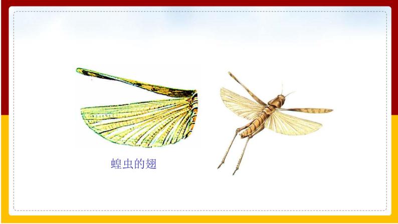 第5单元 环境中生物的多样性 第12章 空中的生物 第2节 昆虫课件PPT04