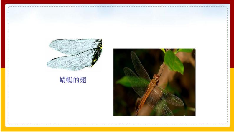 第5单元 环境中生物的多样性 第12章 空中的生物 第2节 昆虫课件PPT06