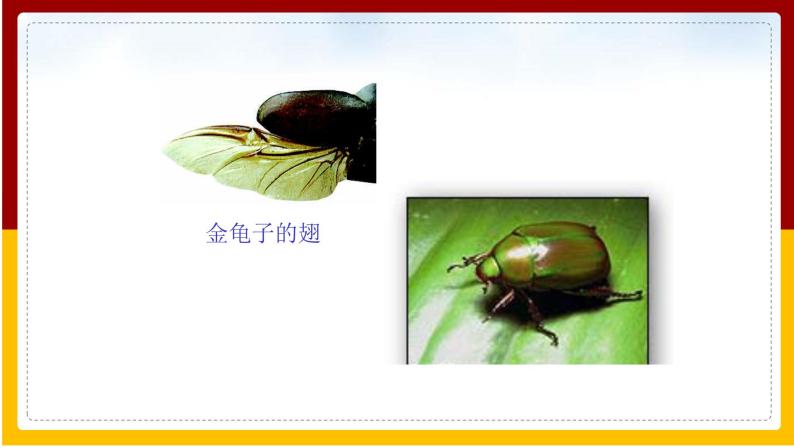 第5单元 环境中生物的多样性 第12章 空中的生物 第2节 昆虫课件PPT08