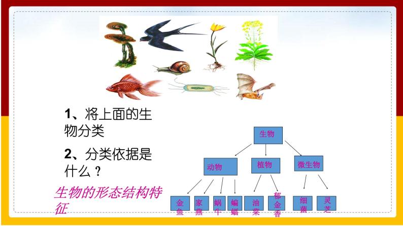 第5单元 环境中生物的多样性 第14章 生物的命名和分类 第1节 生物的命名和分类课件PPT08