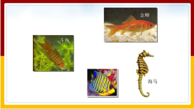 第5单元 环境中生物的多样性 第10章 水中的生物 第1节 水中的动物课件PPT03
