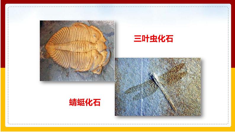 第5单元 生命的演化 第1章 生命的起源和进化 第2节 生物进化的证据课件PPT05