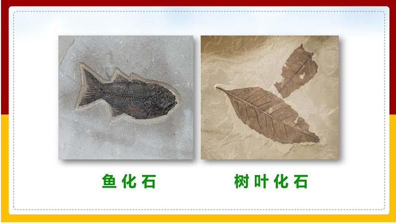 第5单元 生命的演化 第1章 生命的起源和进化 第2节 生物进化的证据课件PPT07