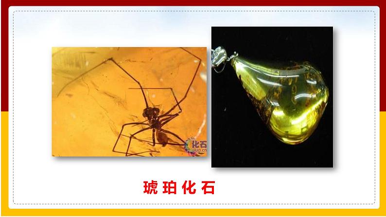 第5单元 生命的演化 第1章 生命的起源和进化 第2节 生物进化的证据课件PPT08