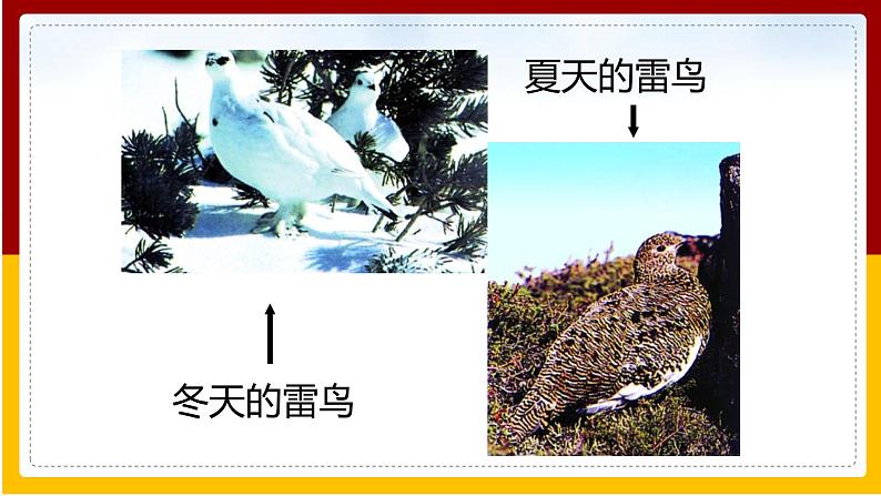 第5单元 生命的演化 第1章 生命的起源和进化 第4节 生物进化的原因课件PPT02