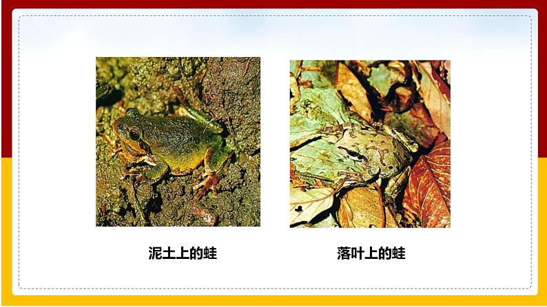 第5单元 生命的演化 第1章 生命的起源和进化 第4节 生物进化的原因课件PPT03