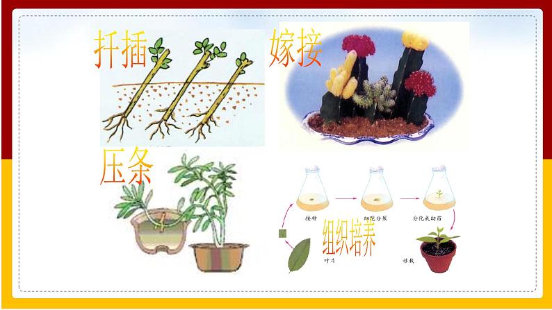 第7单元 生物技术 第2章 现代生物技术 第2节 克隆技术课件PPT05
