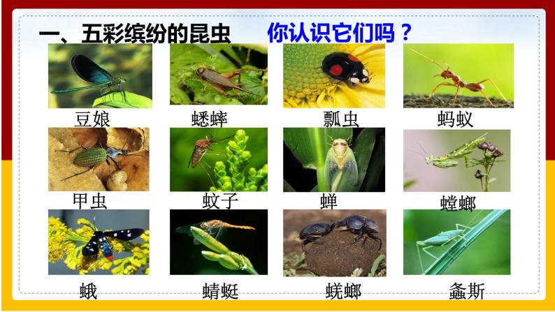 第12章 空中的生物 第2节 昆虫课件PPT02