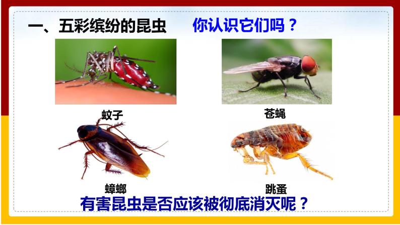 第12章 空中的生物 第2节 昆虫课件PPT06