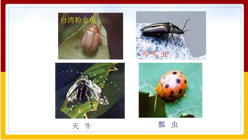 第12章 空中的生物 第2节 昆虫课件PPT07