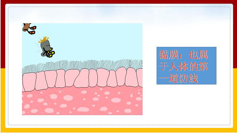 第24章 人类对疾病的抵御 第1节 人体的免疫防线课件PPT第5页