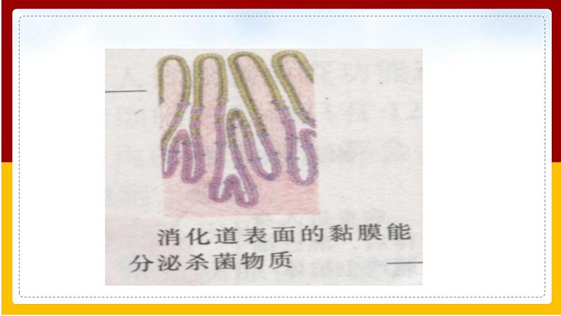 第24章 人类对疾病的抵御 第1节 人体的免疫防线课件PPT第6页