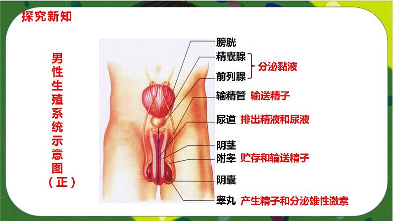4.1.2 人的生殖课件-2021-2022学年七年级下册初一生物(人教版)第4页