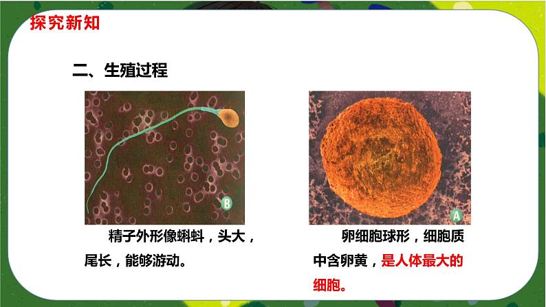 4.1.2 人的生殖课件-2021-2022学年七年级下册初一生物(人教版)第8页