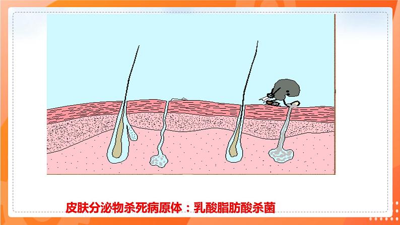 七生下 北师大版 课件13.3 人体免疫05