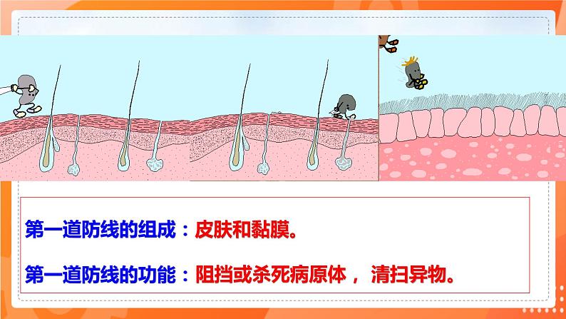 七生下 北师大版 课件13.3 人体免疫07
