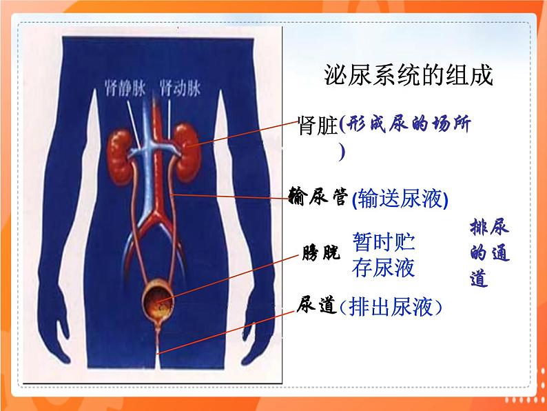 七生下 北师大版 课件11.2 尿的形成与排出第2页