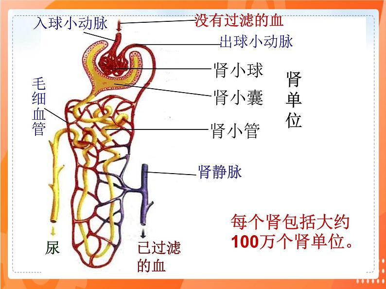 七生下 北师大版 课件11.2 尿的形成与排出第4页