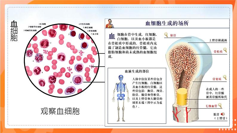 七生下 北师大版 课件9.1.1 血液07