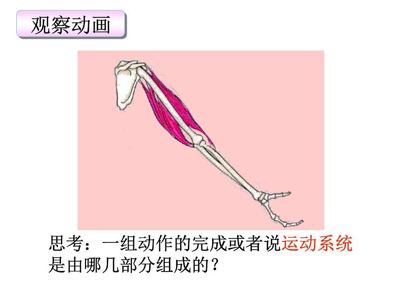 《动物的运动》课件第5页