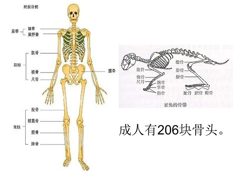《动物的运动》课件第7页