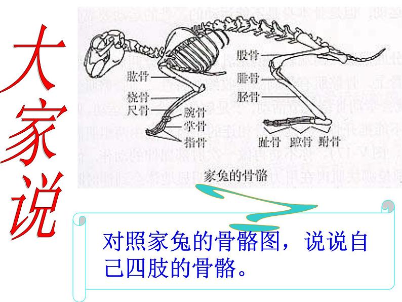 《动物的运动》课件第8页