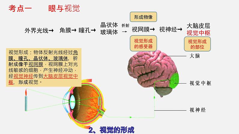 人教版初中生物复习 专题14 人体生命活动的调节(课件)第5页
