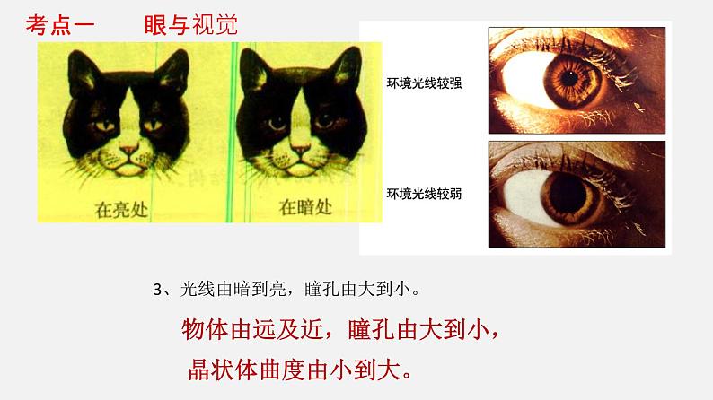 人教版初中生物复习 专题14 人体生命活动的调节(课件)第6页