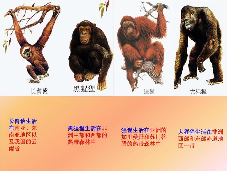 第四單元第一章第一節(jié)--人類的起源和發(fā)展課件2021--2022學(xué)年人教版七年級生物下冊第2頁
