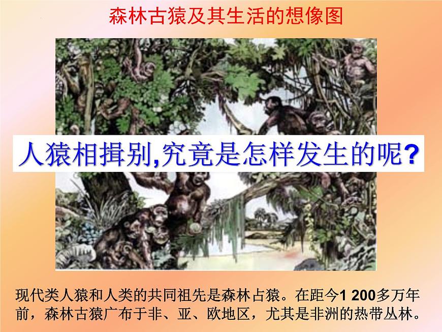 第四單元第一章第一節(jié)--人類的起源和發(fā)展課件2021--2022學(xué)年人教版七年級生物下冊第4頁