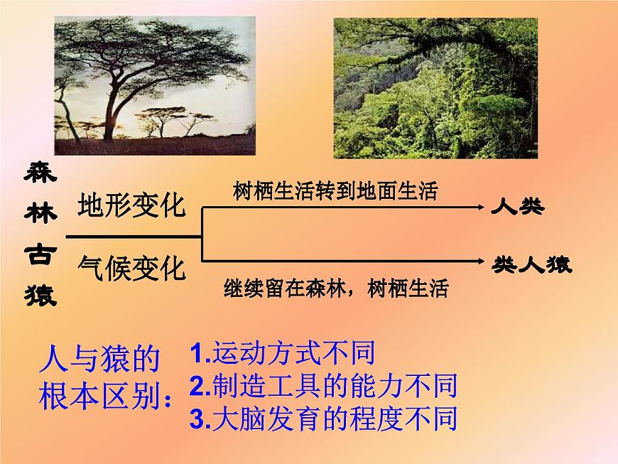 第四單元第一章第一節(jié)--人類的起源和發(fā)展課件2021--2022學(xué)年人教版七年級生物下冊第6頁