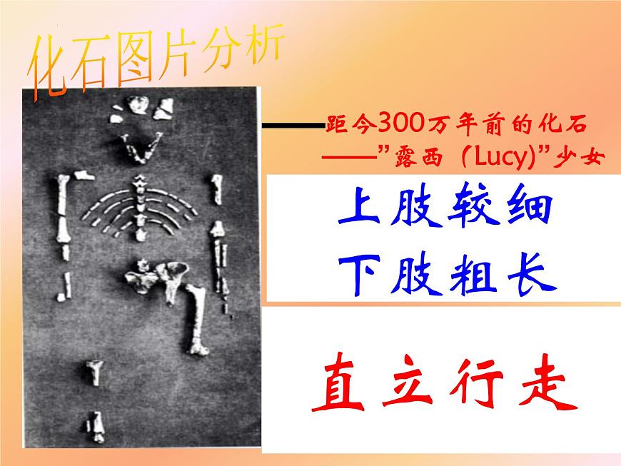 第四單元第一章第一節(jié)--人類的起源和發(fā)展課件2021--2022學(xué)年人教版七年級生物下冊第8頁
