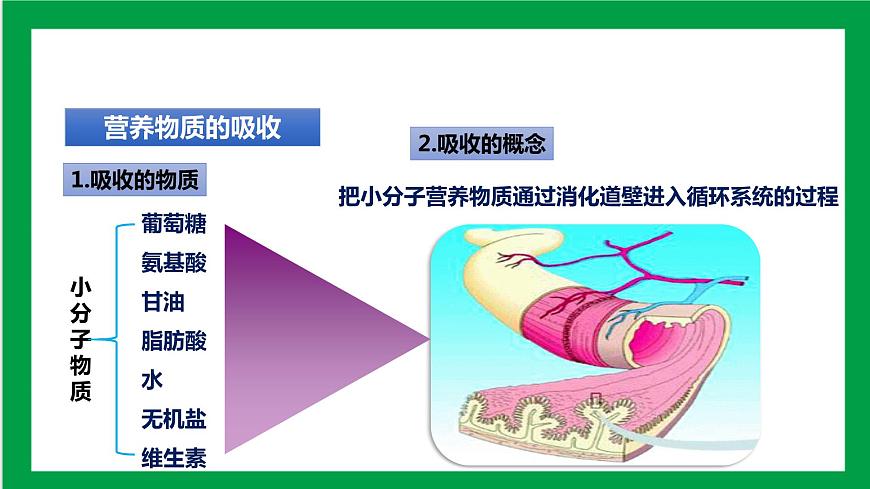 4.2.2 消化和吸收 第二課時(shí) 課件第2頁