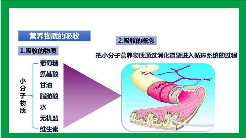 4.2.2 消化和吸收 第二课时 课件第2页