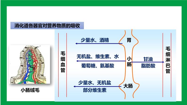 4.2.2消化和吸收 第二课时（课件+教案+练习+导学案）03