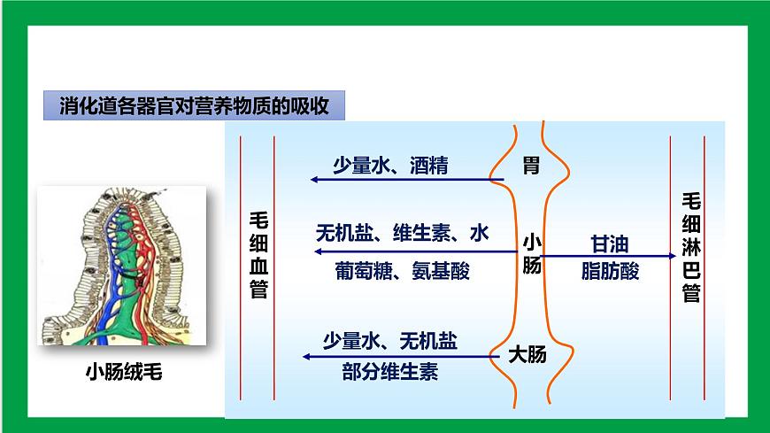 4.2.2 消化和吸收 第二課時(shí) 課件第3頁