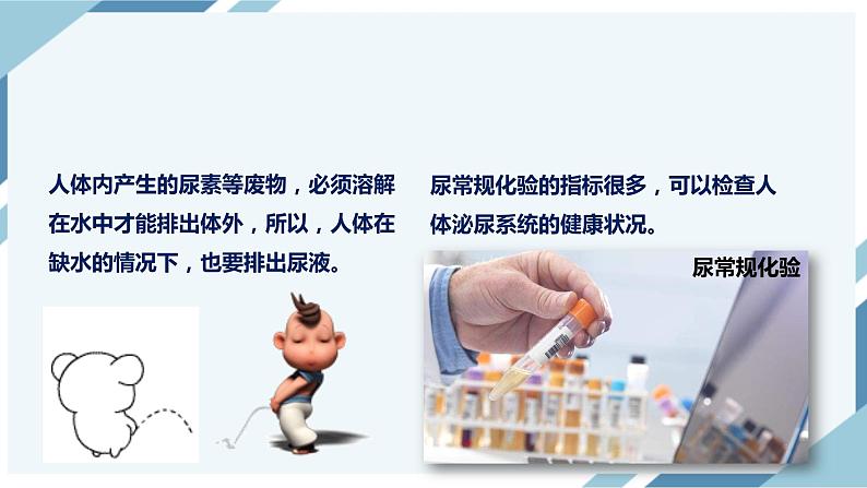 4.5 人体内废物的排出 课件第4页
