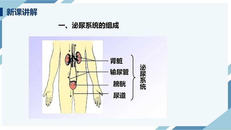 4.5 人体内废物的排出 课件第5页
