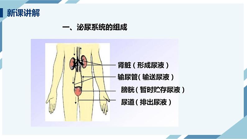 4.5 人体内废物的排出 课件第6页