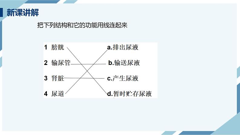 4.5 人体内废物的排出 课件第7页