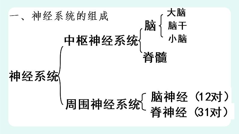 12.1神经系统与神经调节(1)-课件第7页