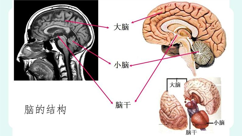 12.1神经系统与神经调节(1)-课件第8页