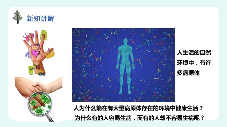 13.3 人体免疫-课件第2页