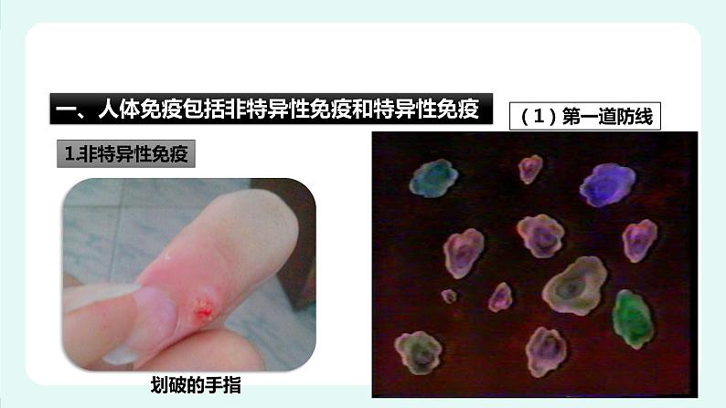 13.3 人体免疫-课件第3页
