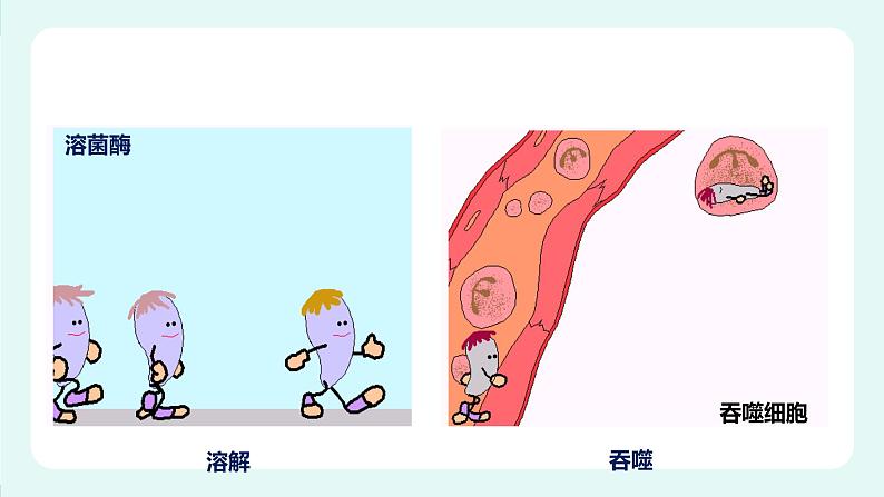 13.3 人体免疫-课件第7页