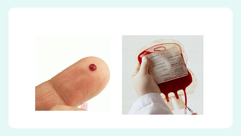 9.1血液(1)-课件第3页