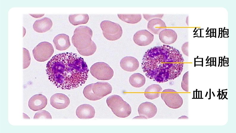 9.1血液(1)-课件第7页