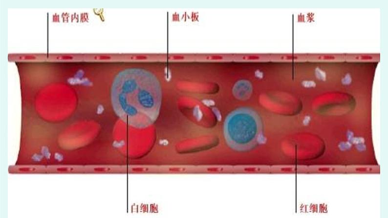 9.1血液(1)-课件第8页